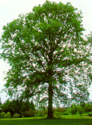 Town Tree: Oak