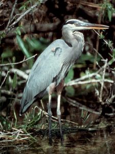 Town Bird: Blue Heron